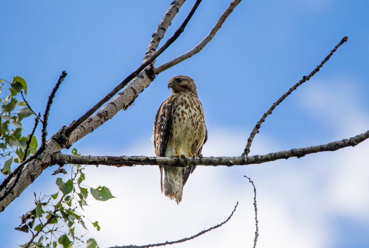 Creating a Wildlife-Friendly Backyard